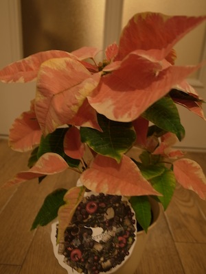 R0027273 R0027273
