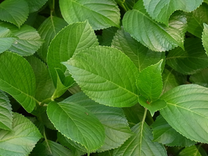 shapeimage_1