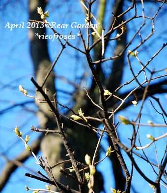 DSC_2963 DSC_2963