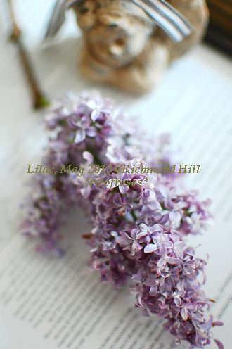Lilac angel