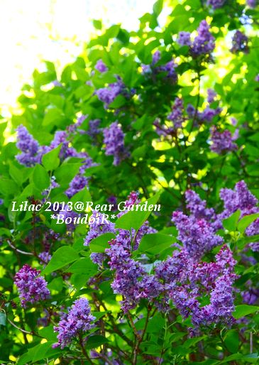 lilac lilac