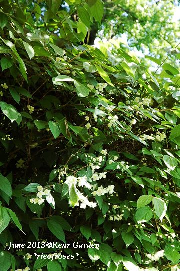 DSC_4679 DSC_4679