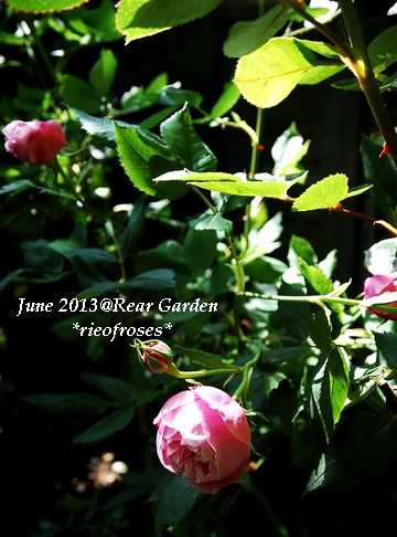 DSC_4682 DSC_4682