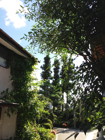 写真 1