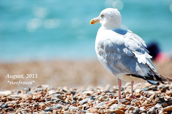 DSC_6996 DSC_6996
