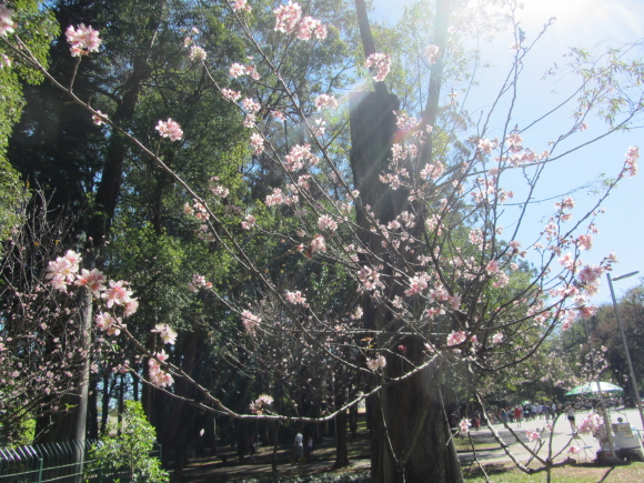 sakura