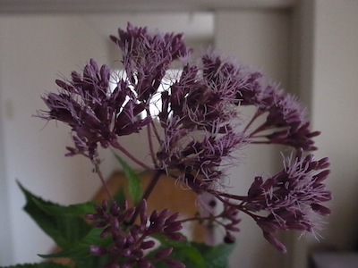 R0038354