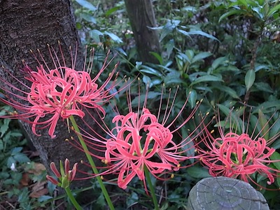 R0038508