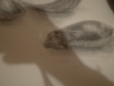R0038781 R0038781