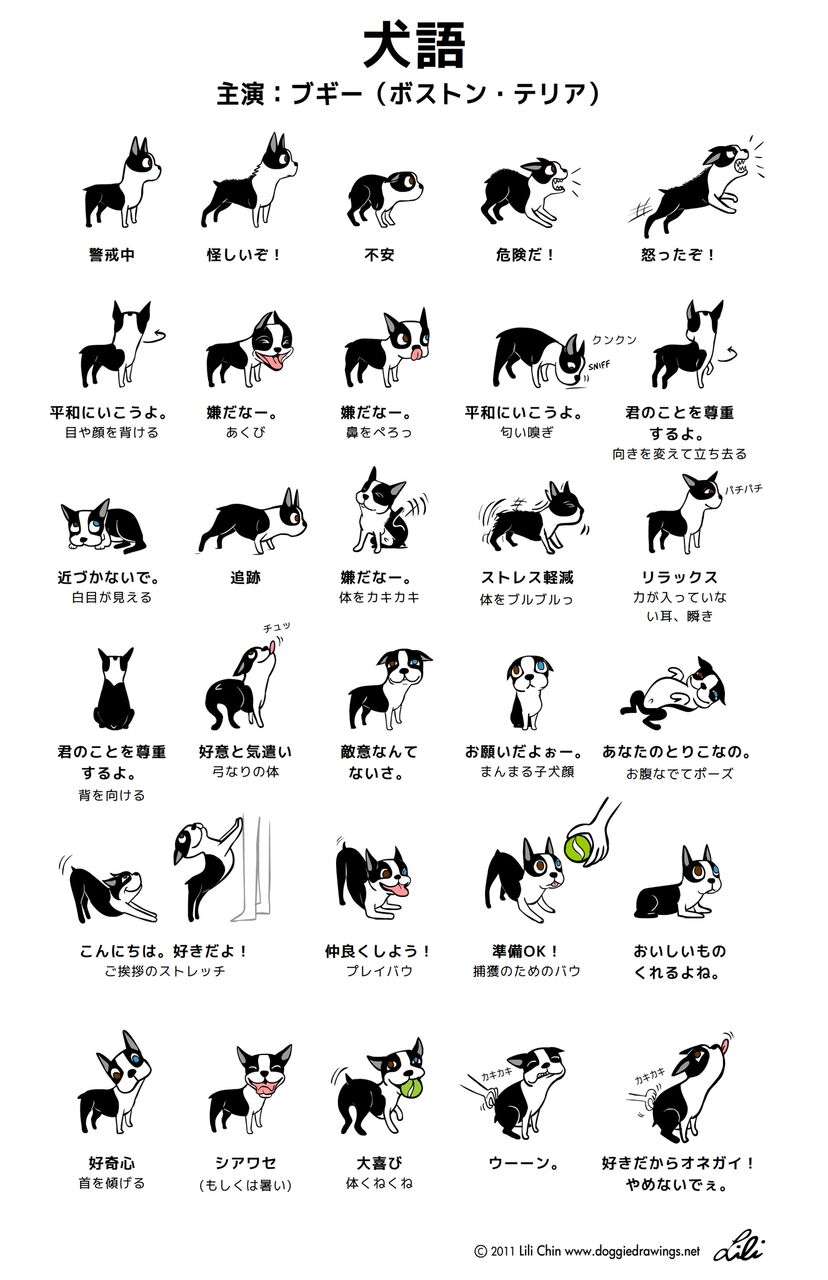 もっと知りたい犬の気持ち