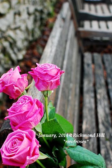 DSC_1172 DSC_1172