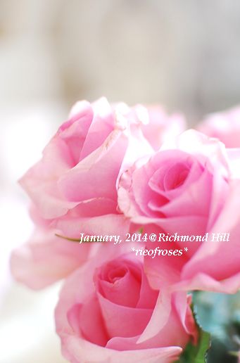 DSC_1255 DSC_1255
