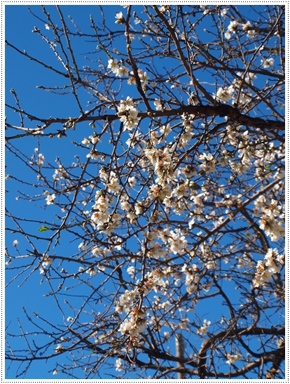 asajikan4_2 asajikan4_2