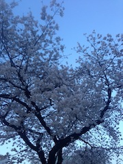 青い桜 青い桜