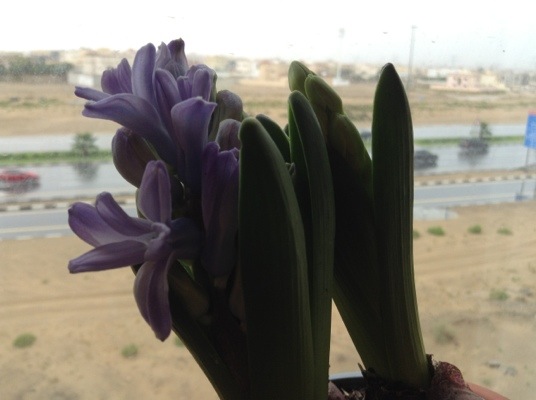 20140326-093853.jpg