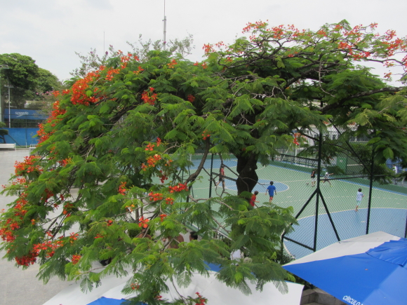 IMG_7234clube 1