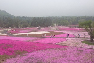 芝桜1 芝桜1