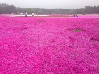 芝桜2 芝桜2