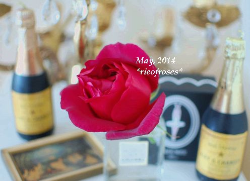 DSC_4339 DSC_4339