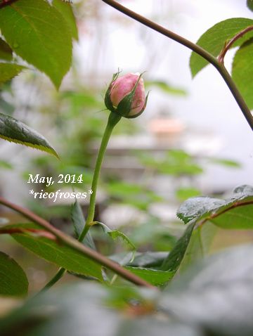 DSC_4342 DSC_4342
