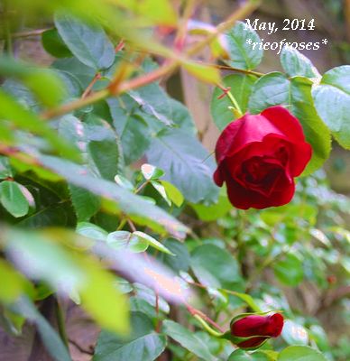 DSC_4344 DSC_4344