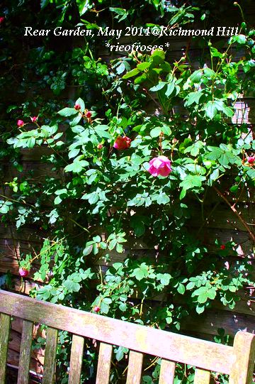 DSC_4605 DSC_4605