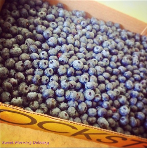 Blue Berry U-pick_2