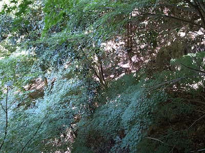 R0049596