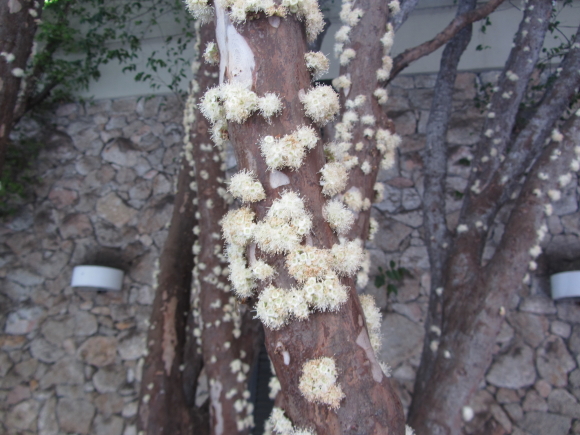 IMG_9734jabticaba 1