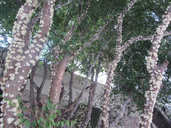 IMG_9736jabticaba