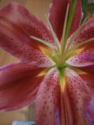 R0050155