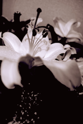 DSCF3868