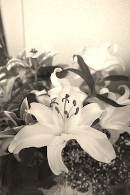 DSCF3903