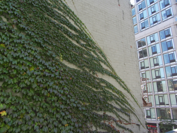IMG_0108NY 9 IMG_0108NY 9
