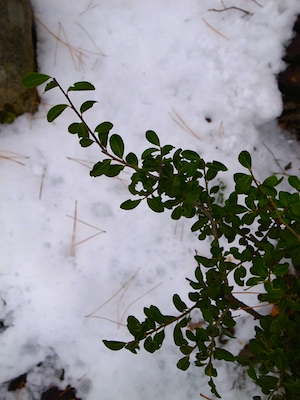 R0050382 R0050382