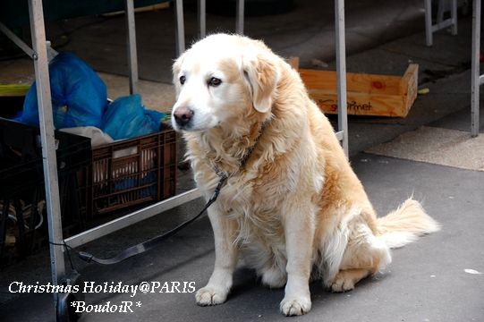 DSC_1730 DSC_1730
