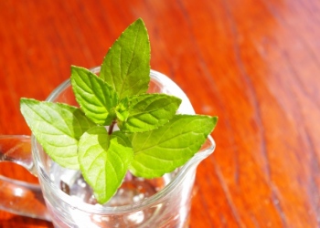 素敵な1日のスタートに！朝に飲みたいお目覚めハーブティ3つ