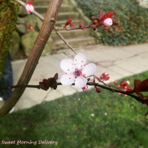 cherry blossom