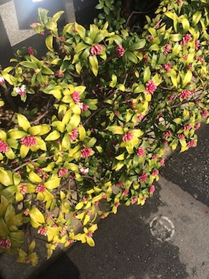 写真-2 写真-2