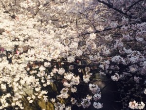 昨日は目黒川までお散歩がてら花見に。桜のカーテンのように幻想的でとっても美しかったです。