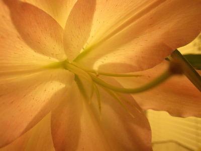 R0051259 R0051259