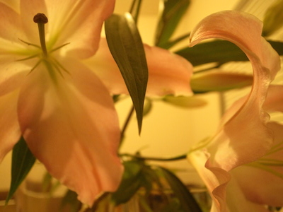 R0051269 R0051269