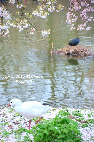 DSC_3682 DSC_3682