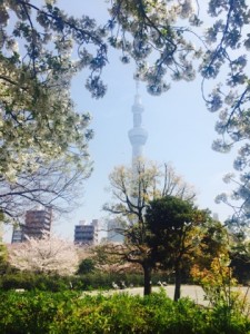 墨田公園はスカイツリーの目の前！久しぶりに浅草にやってきました。