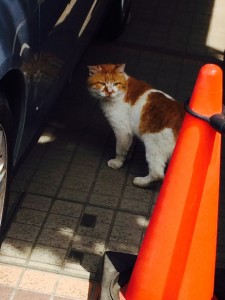 表参道の猫ちゃんも元気です。晴れた日はふらふらお散歩。もうひとり、違う子も居るような〜。猫好きにはたまらない！