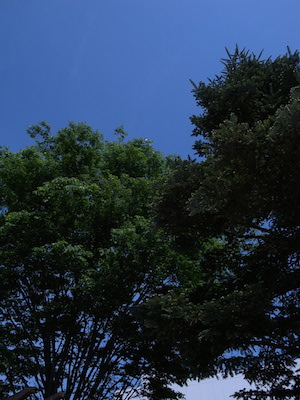 R0051557 R0051557