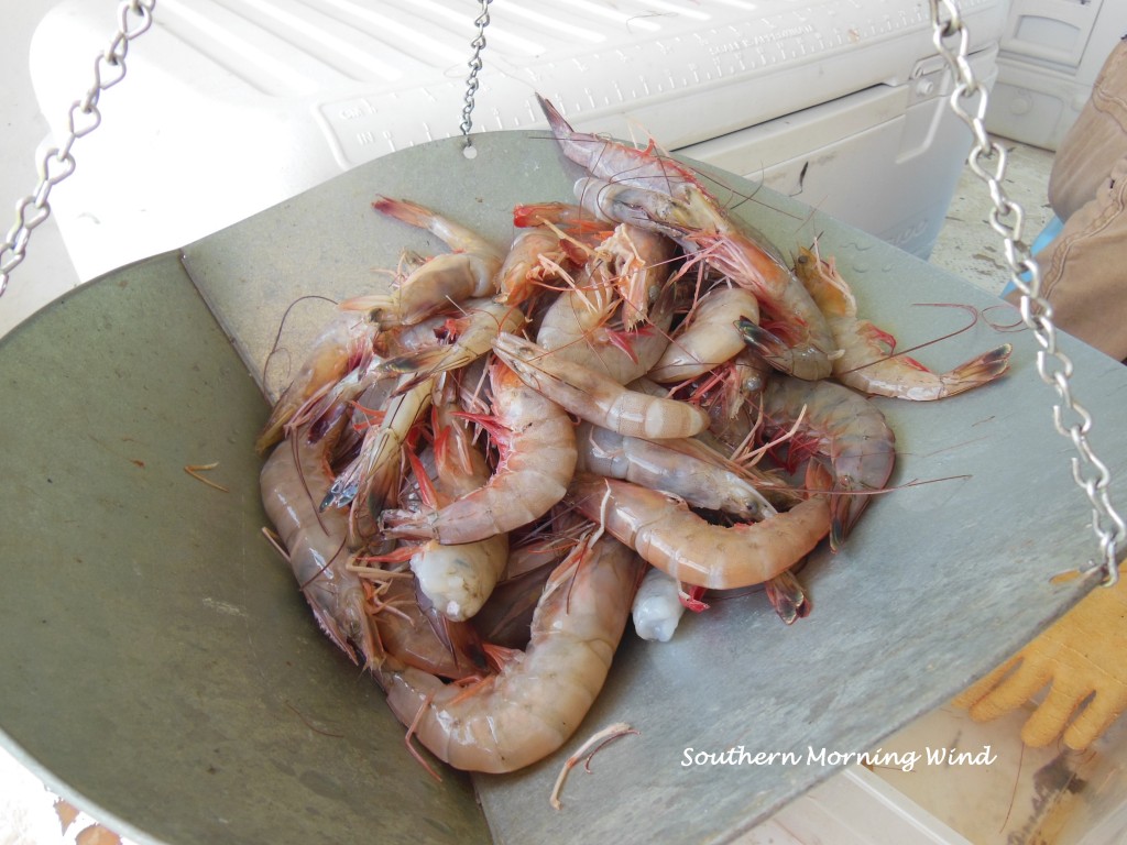 shrimp