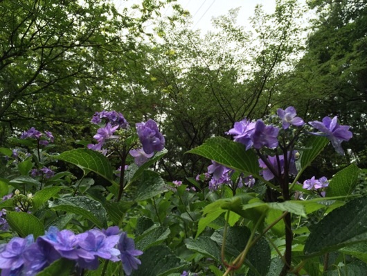 紫陽花