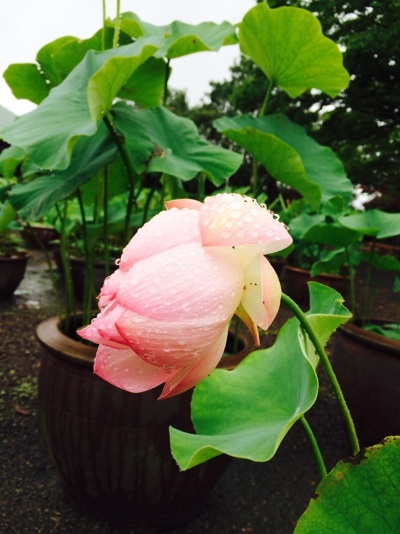 蓮の花