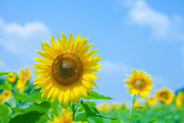 心にグッと迫るプロポーズ！？花言葉は「あなただけを見つめます。」